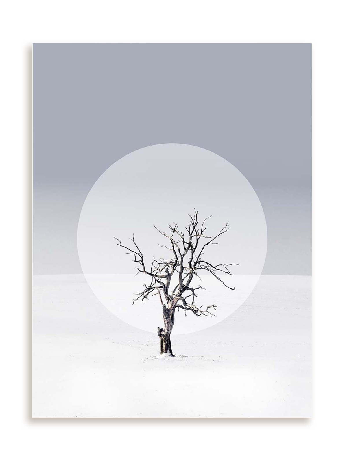 Plakat Samotne drzewo bez ramy