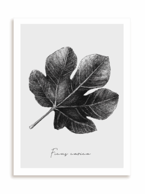 Plakat Ficus carica bez ramy