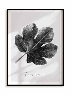 Plakat Ficus carica w ramie aluminiowej