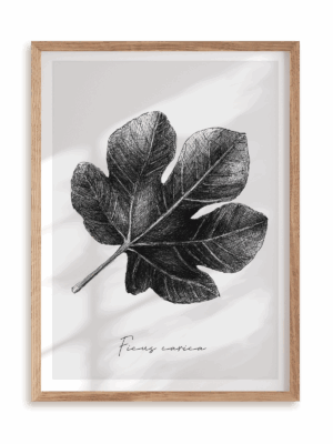 Plakat Ficus carica w ramie drewnianej