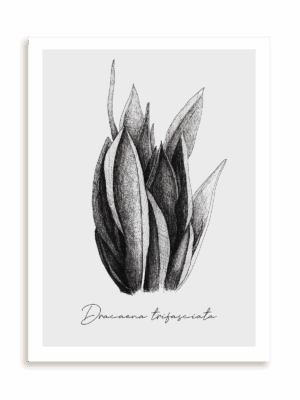 Plakat Dracaena trifasciata bez ramy