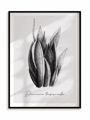 Plakat Dracaena trifasciata w ramie aluminiowej