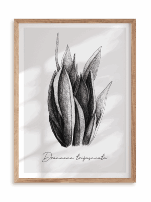 Plakat Dracaena trifasciata w ramie drewnianej