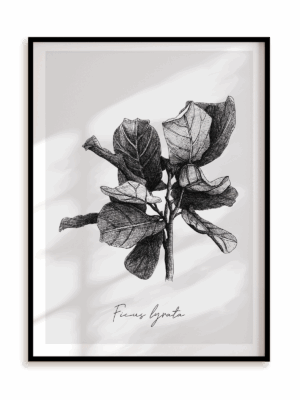 Plakat Ficus lyrata w ramie aluminiowej