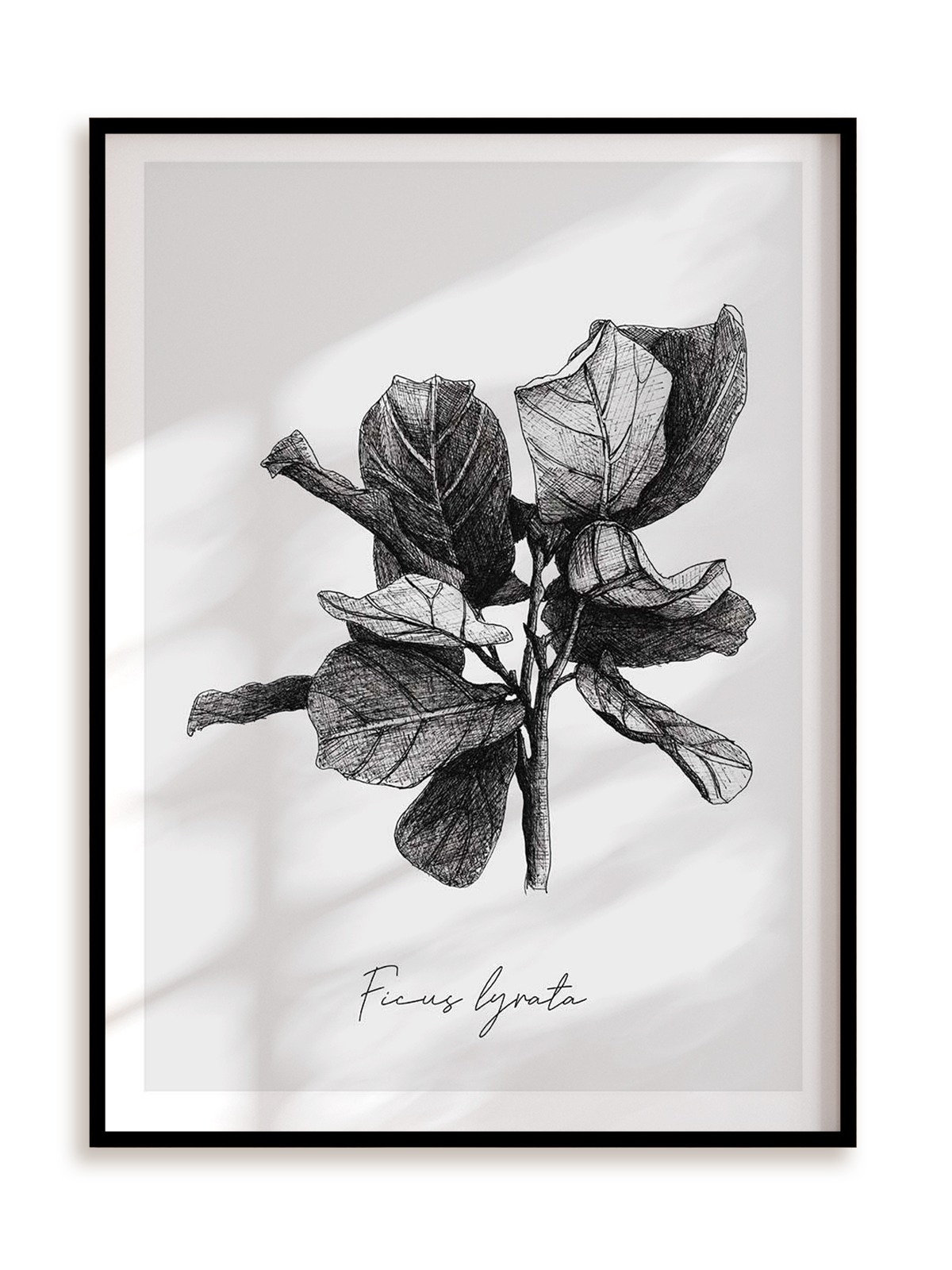 Plakat Ficus lyrata w ramie aluminiowej