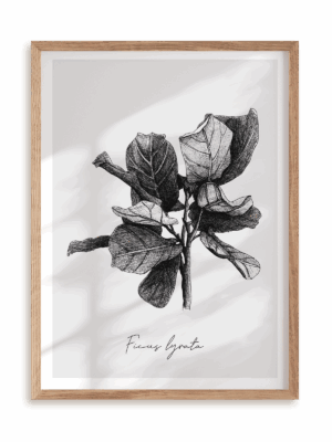 Plakat Ficus lyrata w ramie drewnianej