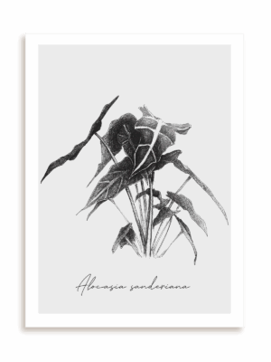 Plakat Alocasia sanderiana bez ramy