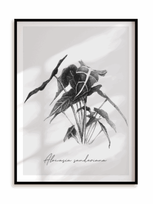 Plakat Alocasia sanderiana w ramie aluminiowej