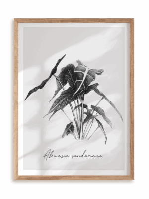 Plakat Alocasia sanderiana w ramie drewnianej
