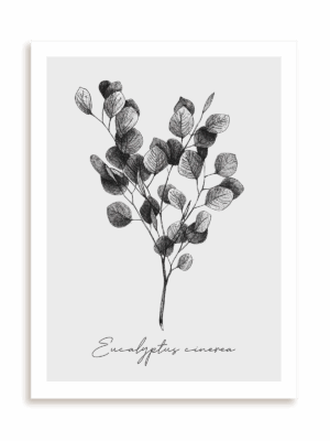 Plakat Eucalyptus cinerea bez ramy