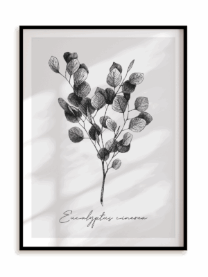 Plakat Eucalyptus cinerea w ramie aluminiowej