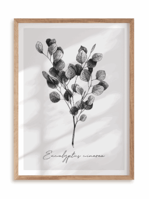 Plakat Eucalyptus cinerea w ramie drewnianej
