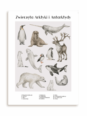 Plakat Zwierzęta Arktyki i Antarktydy bez ramy