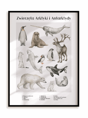 Plakat Zwierzęta Arktyki i Antarktydy w ramie aluminiowej