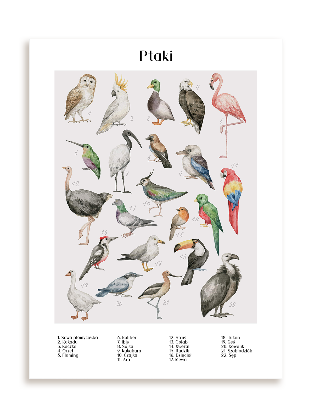 Plakat Gatunki ptaków bez ramy