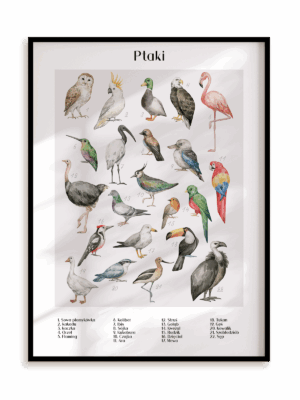 Plakat Gatunki ptaków w ramie aluminiowej