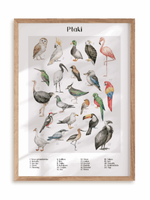 Plakat Gatunki ptaków w ramie drewnianej