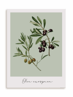 Plakat Olea europaea bez ramy