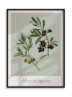Plakat Olea europaea w ramie aluminiowej
