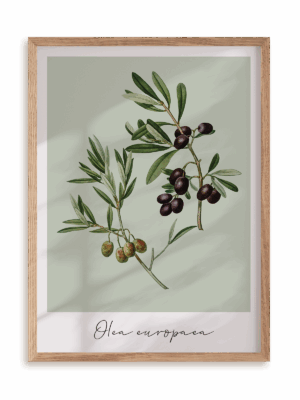Plakat Olea europaea w ramie drewnianej
