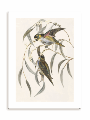 Plakat Ptasia randka bez ramy