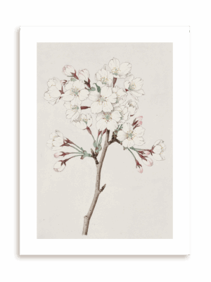 Plakat Orientalny kwiat bez ramy