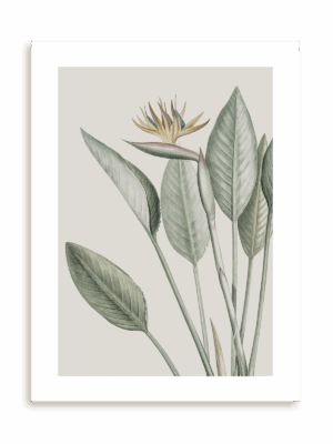 Plakat Egzotyczny kwiat bez ramy