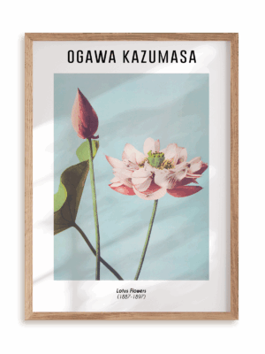 Plakat Ogawa Kazumasa - Lotus Flowers (1887-1897) w ramie drewnianej