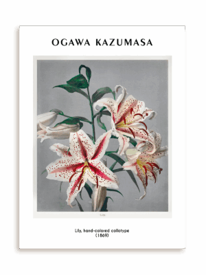 Plakat Ogawa Kazumasa - Lily, hand-colored collotype (1869) bez ramy