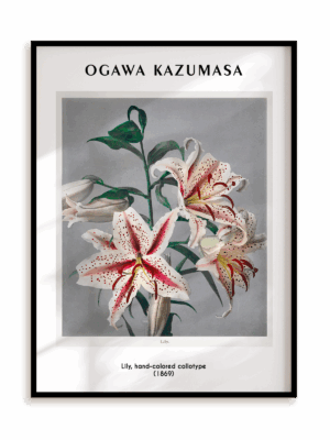 Plakat Ogawa Kazumasa - Lily, hand-colored collotype (1869) w ramie aluminiowej