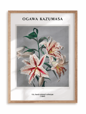 Plakat Ogawa Kazumasa - Lily, hand-colored collotype (1869) w ramie drewnianej