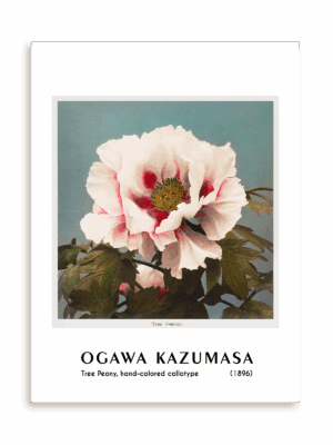 Plakat Ogawa Kazumasa - Tree Peony, hand-colored collotype (1896) bez ramy