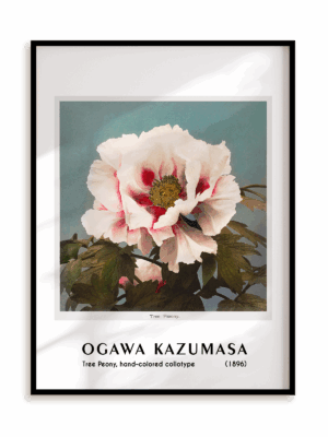 Plakat Ogawa Kazumasa - Tree Peony, hand-colored collotype (1896) w ramie aluminiowej