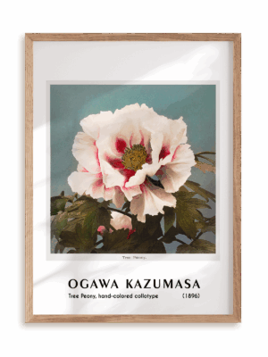 Plakat Ogawa Kazumasa - Tree Peony, hand-colored collotype (1896) w ramie drewnianej